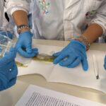 IIS-MAJORANA-ALE (6)